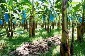 Rullo industriale della teleferica della banana dell'azienda agricola 250KG per l'hardware facile di trasporto