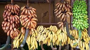 Carrello agricolo dei rulli della teleferica della banana 250KG per la banana veloce Garruchas dell'hardware di trasporto